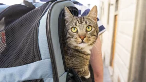 A Cat in a Travel Crate through Kiwi Clean Home