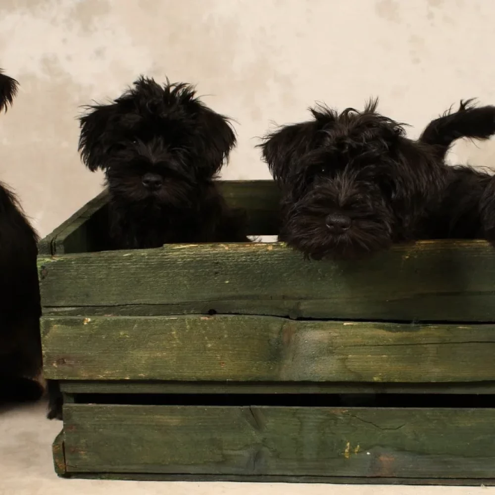 4 dogs in a crate