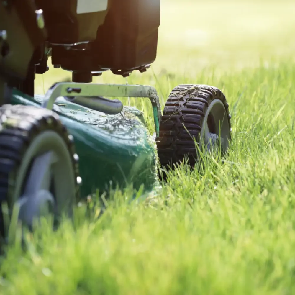 Regular Lawn Mowing Maintenance with Kiwi Clean Home