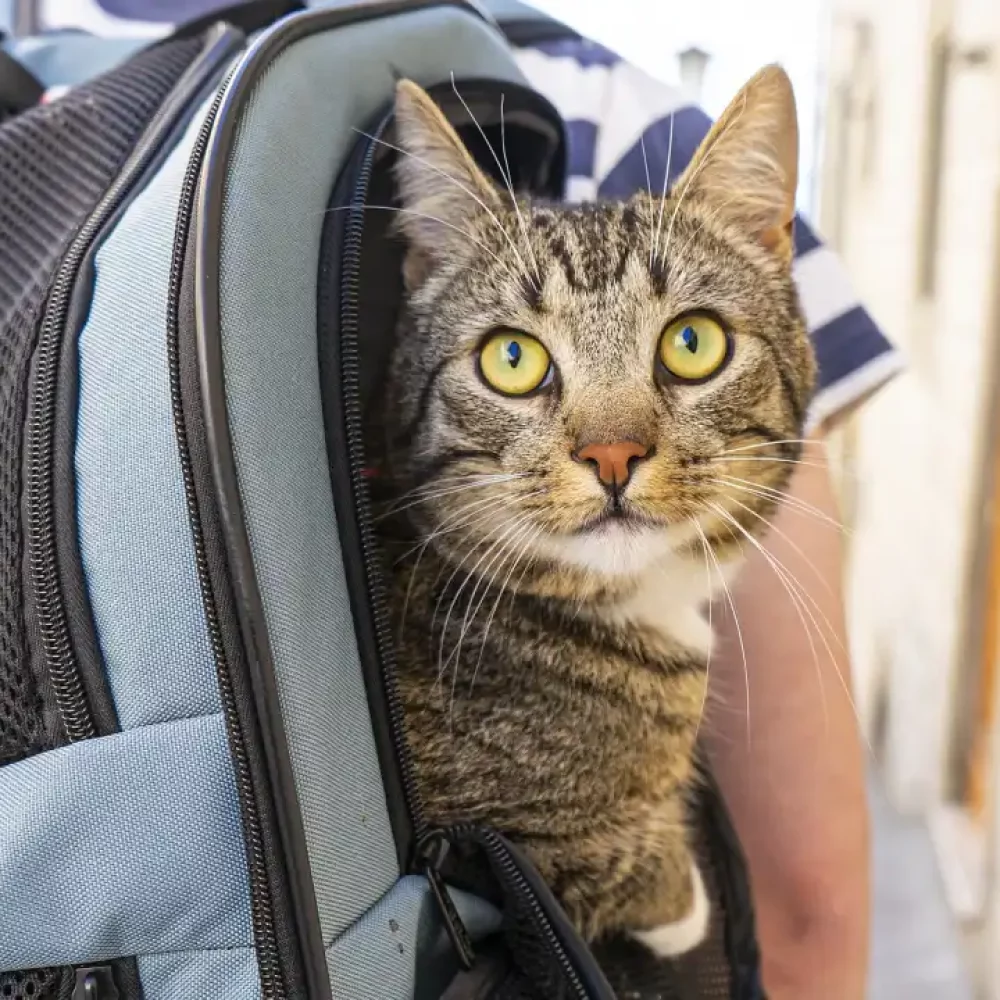 A Cat in a Travel Crate through Kiwi Clean Home
